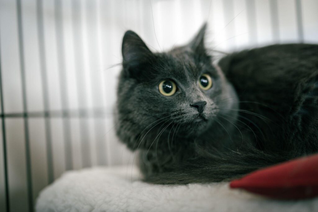Gray cat with yellow eyes rests on a fleece bed in a kennel